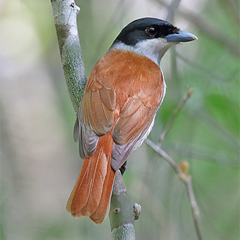 Rufous Vanga