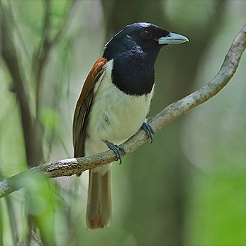 Rufous Vanga