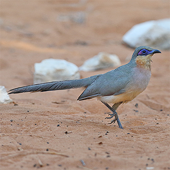 Running Coua