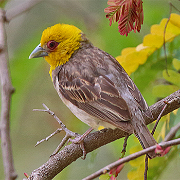 Sakalava Weaver
