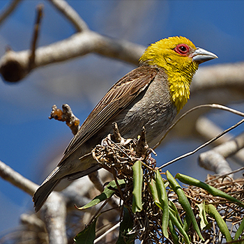 Sakalava Weaver