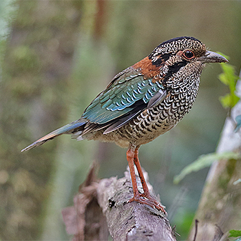 Scaly Ground-roller