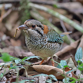 Scaly Ground-roller