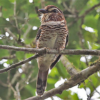 Short-legged Ground-roller