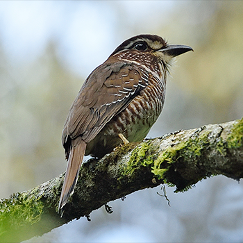 Short-legged Ground-roller