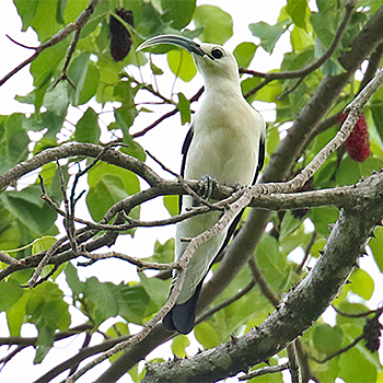 Sickle-billed Vanga