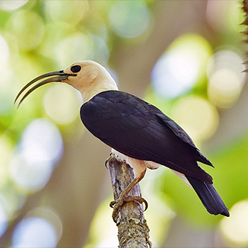 Sickle-billed Vanga
