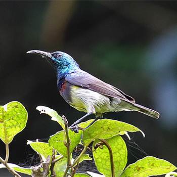 Souimanga Sunbird