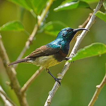 Souimanga Sunbird