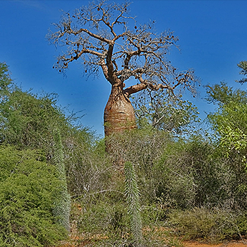 Spiny Forest