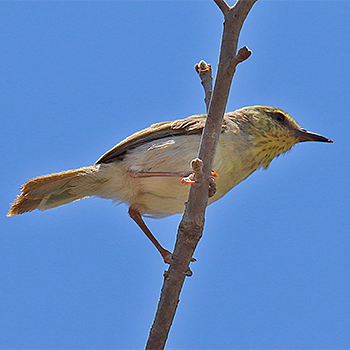Stripe-throated Jery