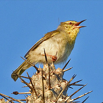 Stripe-throated Jery