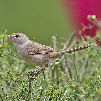 Subdesert Brush-warbler