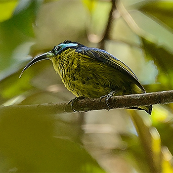 Common Sunbird-asity