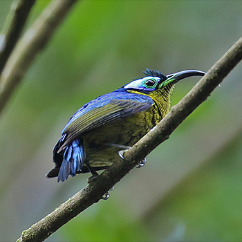 Common Sunbird-asity