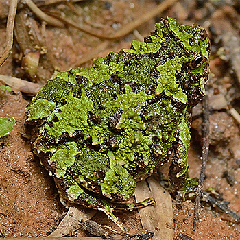Toad sp.