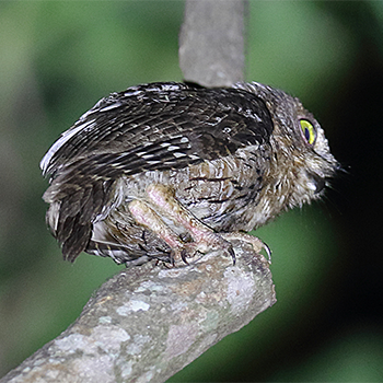 Torotoroka Scops-owl