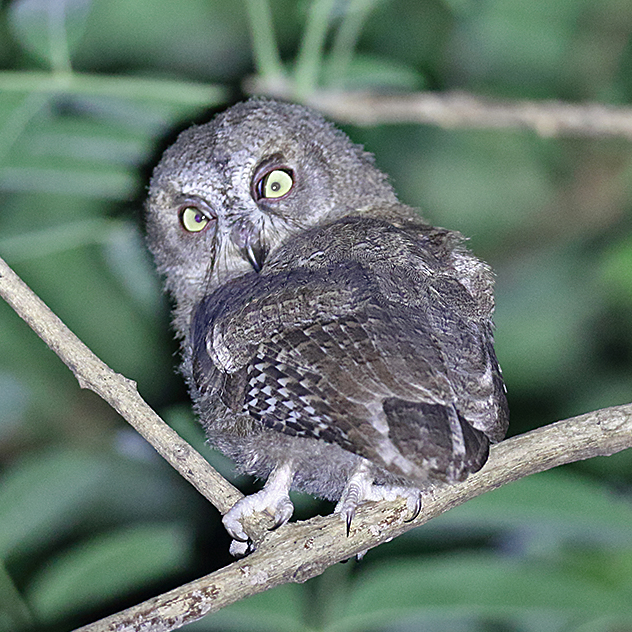 Torotoroka Scops-owl