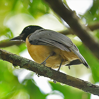 Tylas Vanga