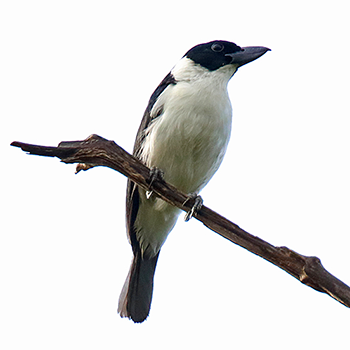 Van Dam's Vanga