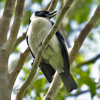 Van Dam's Vanga