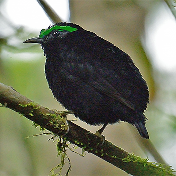 Velvet Asity