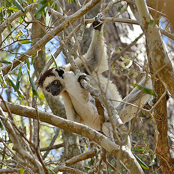Verreaux's Sifaka