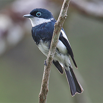 Ward's Flycatcher