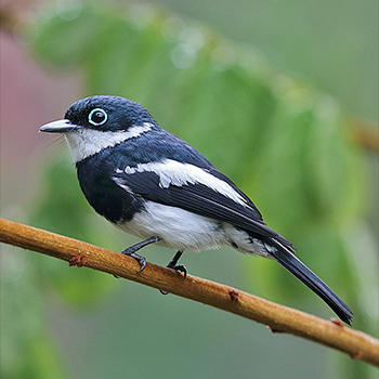 Ward's Flycatcher