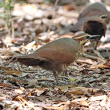 White-breasted Mesite