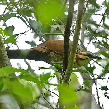 White-breasted Mesite