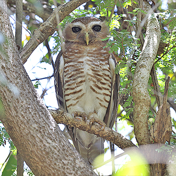 White-browed Owl