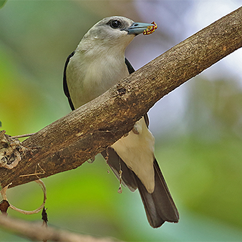 White-headed Vanga
