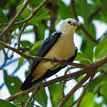White-headed Vanga