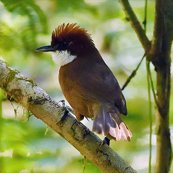 White-throated Oxylabes