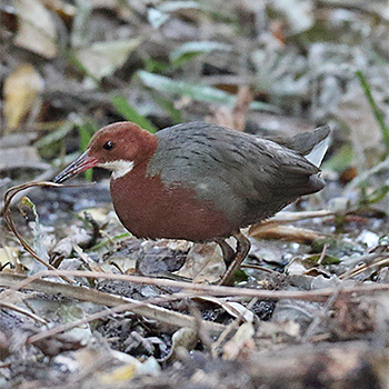 White-throated Rail