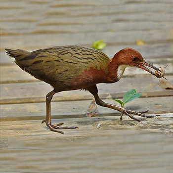 White-throated Rail