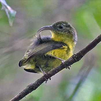 Yellow-bellied Sunbird-asity