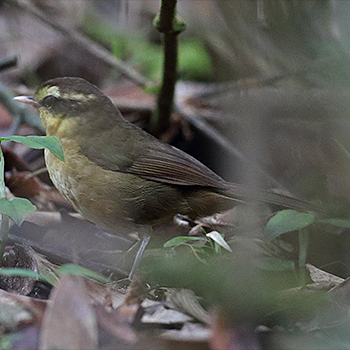 Yellow-browed Oxylabes