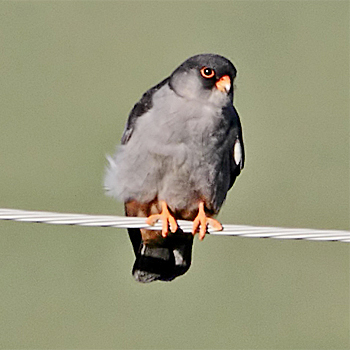 Amur Falcon