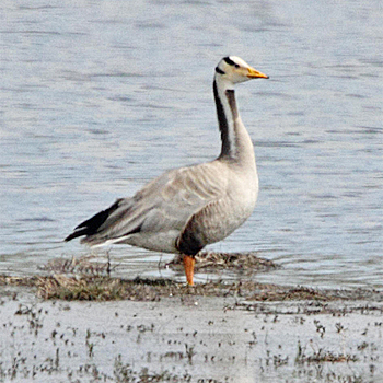 Bar-headed Goose