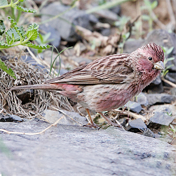 Chinese Beautiful Rosefinch