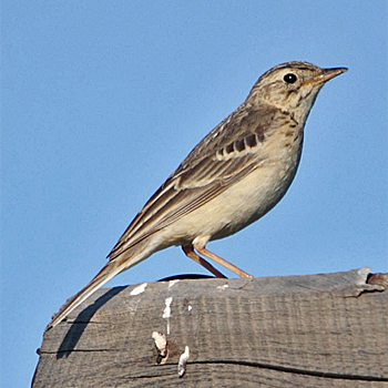 Blyth's Pipit