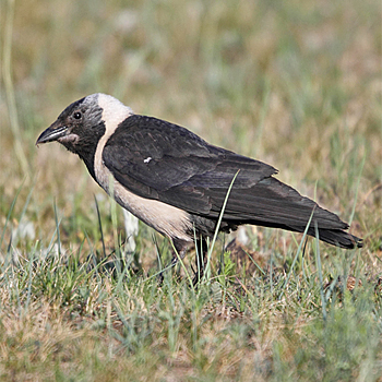 Daurian Jackdaw