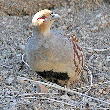 Daurian Partridge