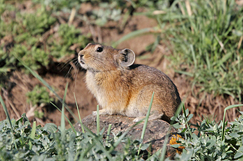 Daurian Pika