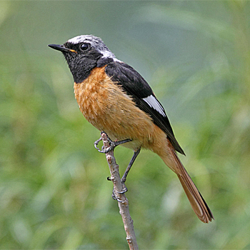 Daurian Redstart