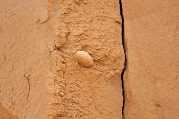 Dinosaur Egg