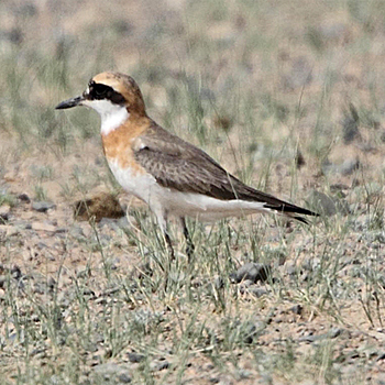 Greater Sandplover