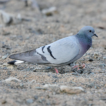 Hill Pigeon